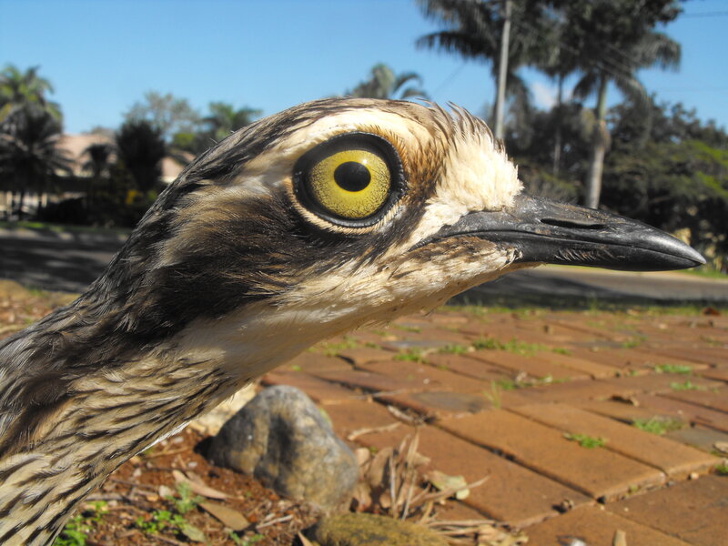 close-up of a bird's head