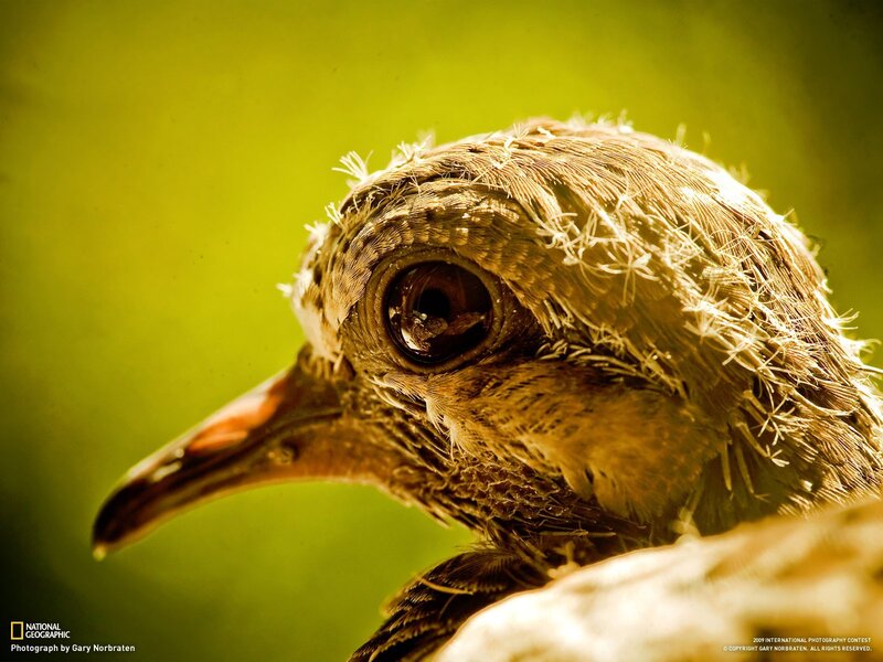 Close-up of a bird's head