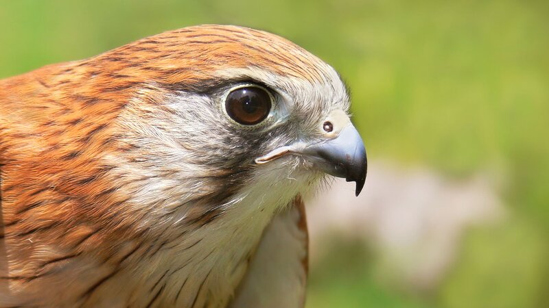 close-up of a bird's head
