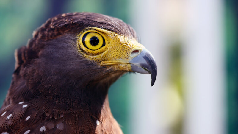 Close-up of a Bird's Head — Brown, Intense