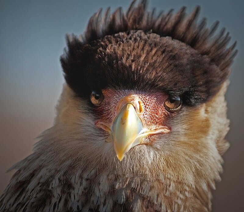 Close-up of a Bird's Head — Brown