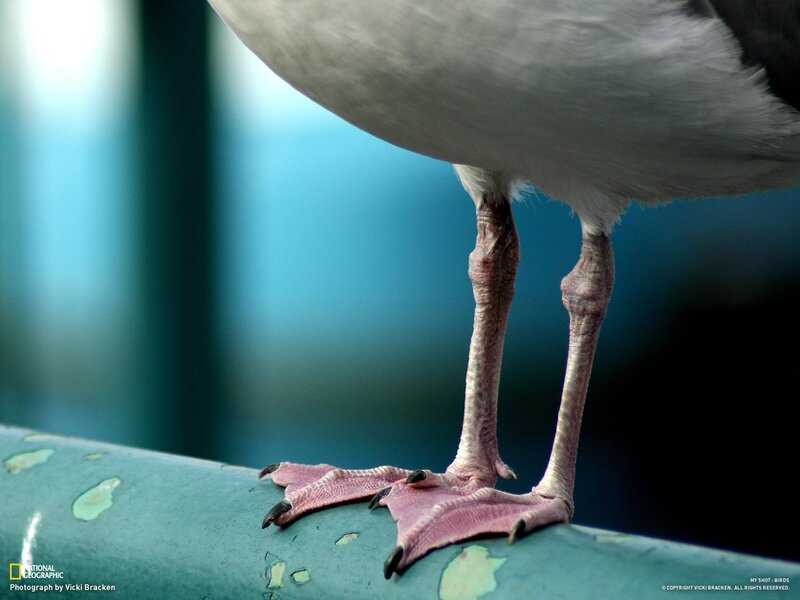 Close-up of a bird's legs