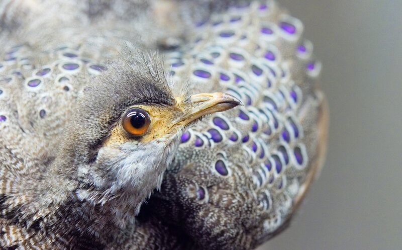 close-up of a bird with purple spots