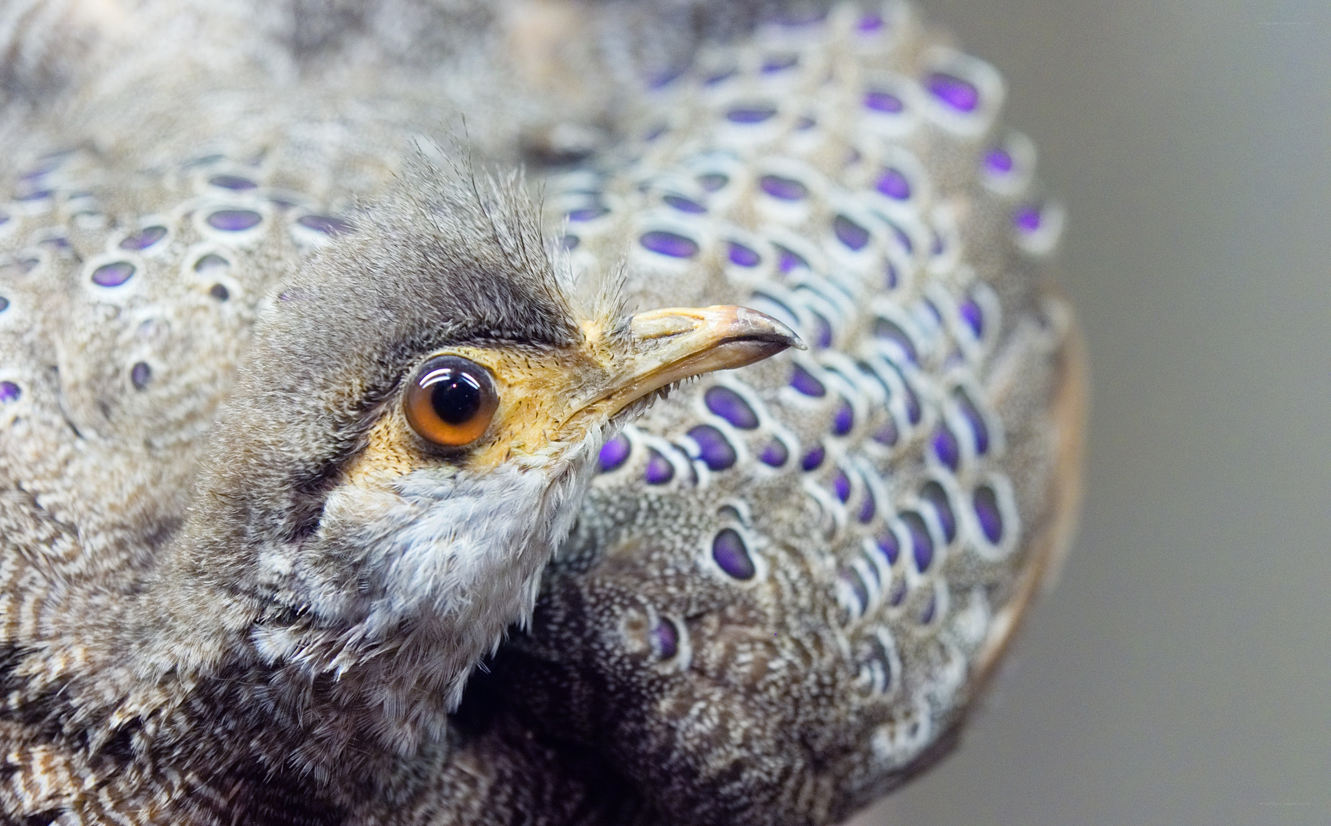 close-up of a bird with purple spots