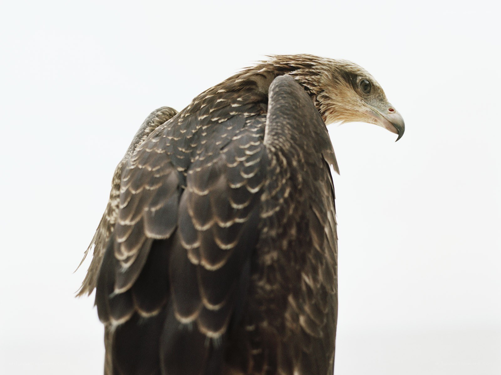 close-up of a bird