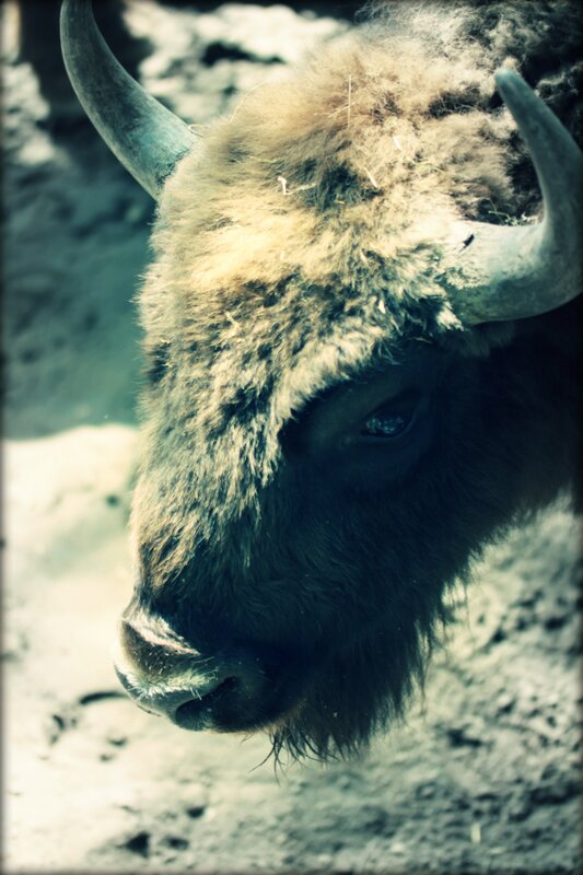 close-up of a bison head