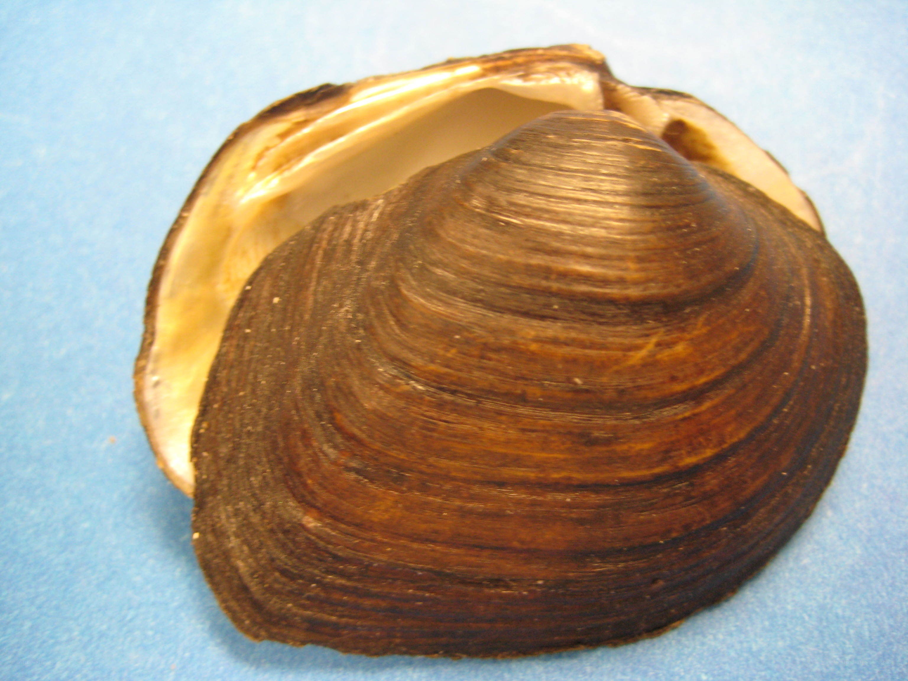 Close-up of a bivalve shell