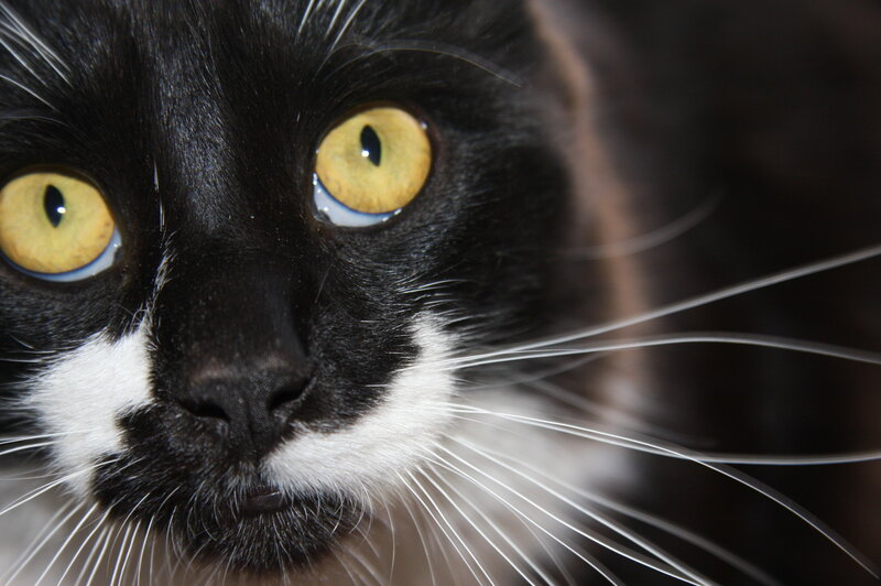 close-up of a black and white cat