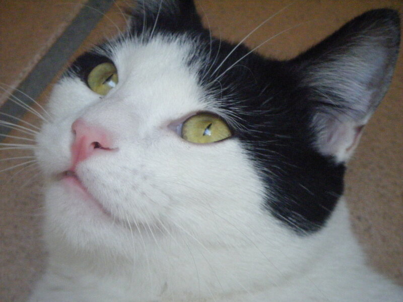 close-up of a black and white cat