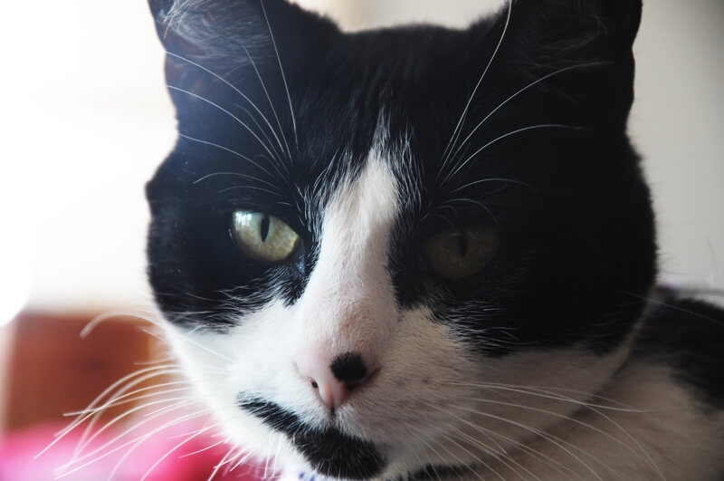 close-up of a black and white cat