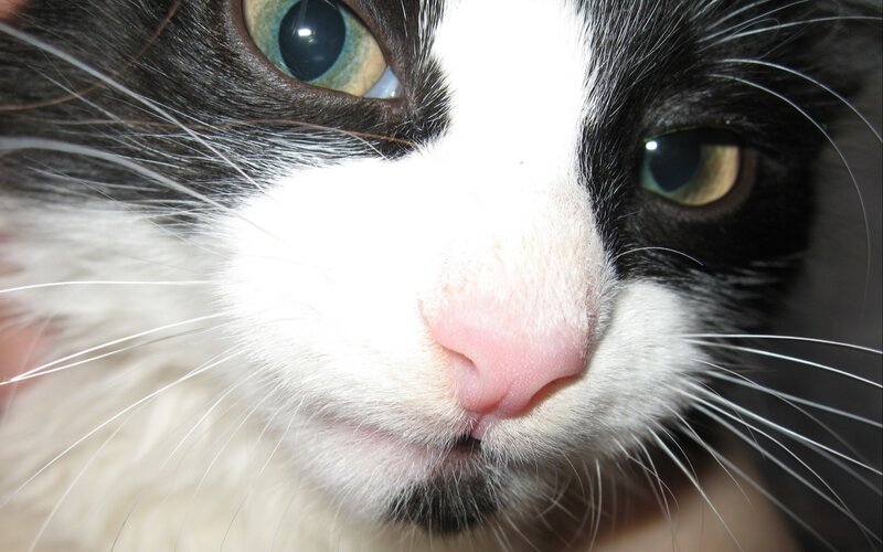 close-up of a black and white cat
