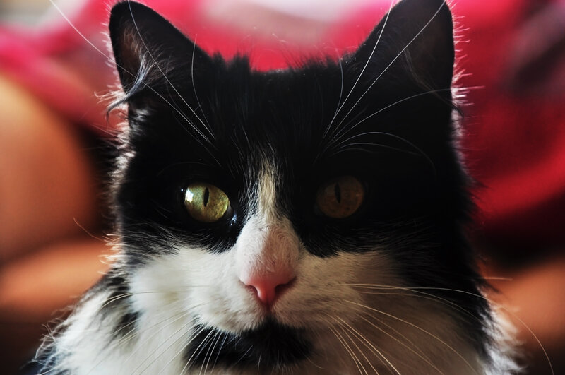 close-up of a black and white cat
