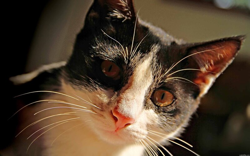 close-up of a black and white cat