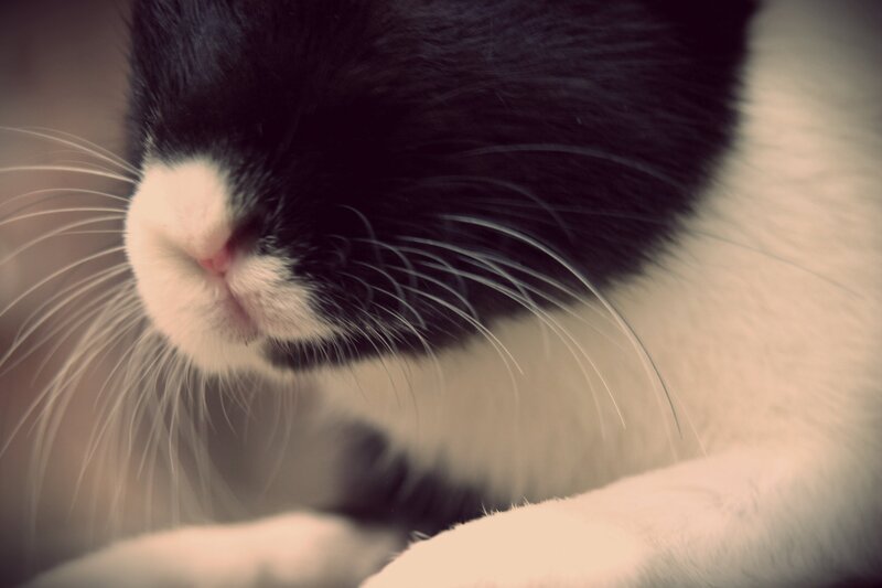 close-up of a black and white cat