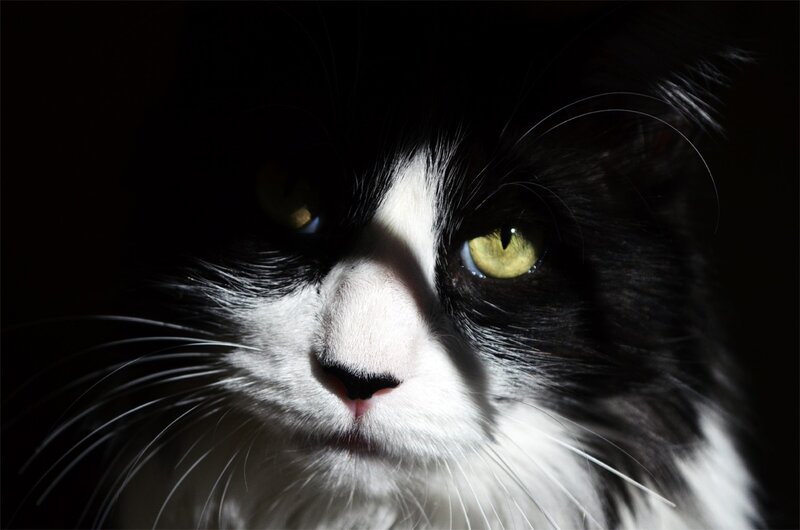 close-up of a black and white cat
