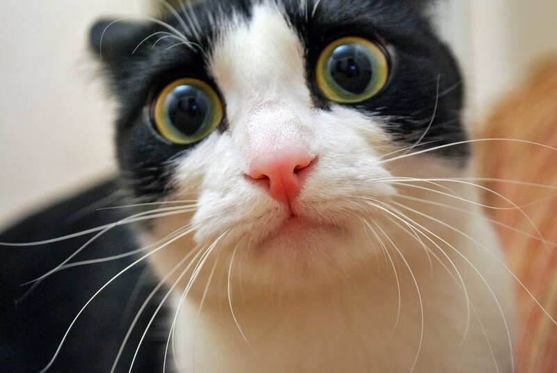 close-up of a black and white cat