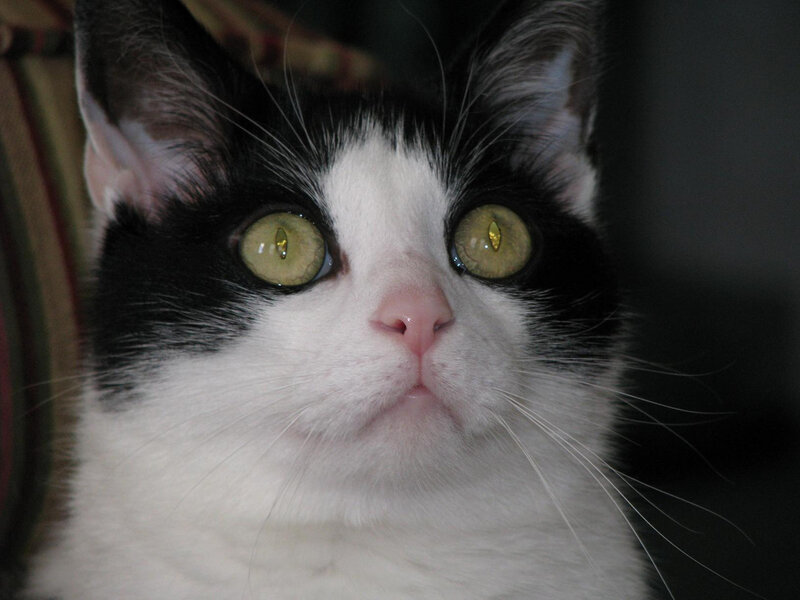 close-up of a black and white cat