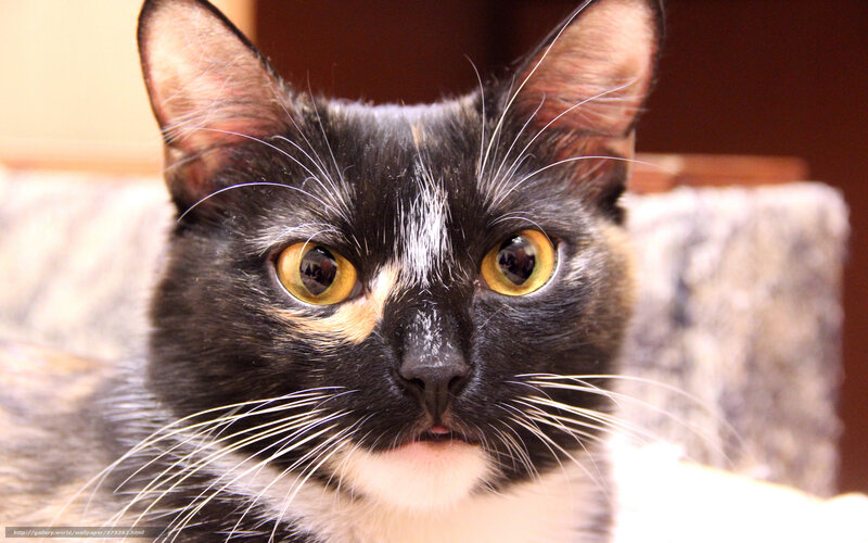 close-up of a black and white cat