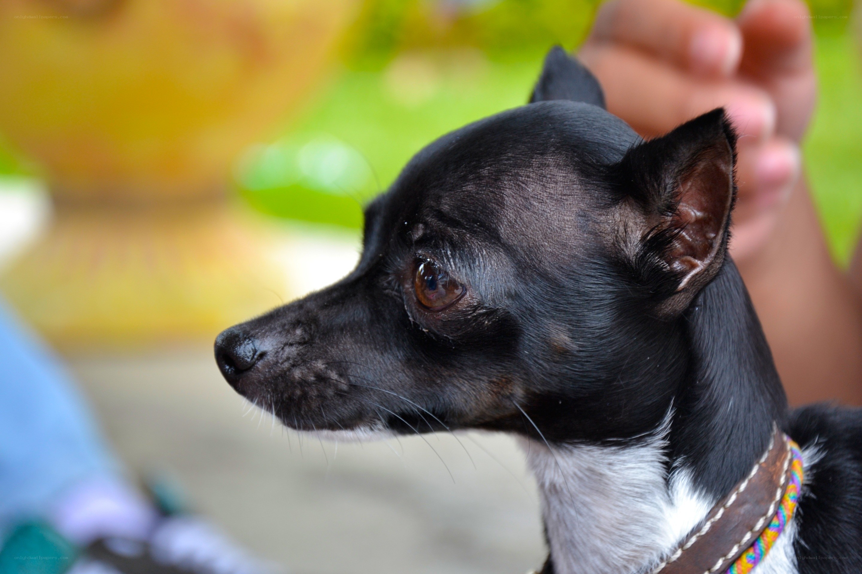 close-up of a black and white dog