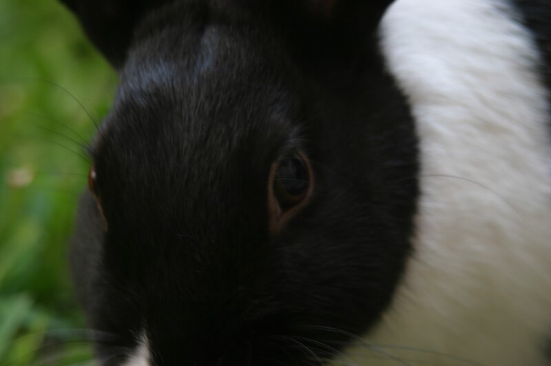 close-up of a black and white rabbit