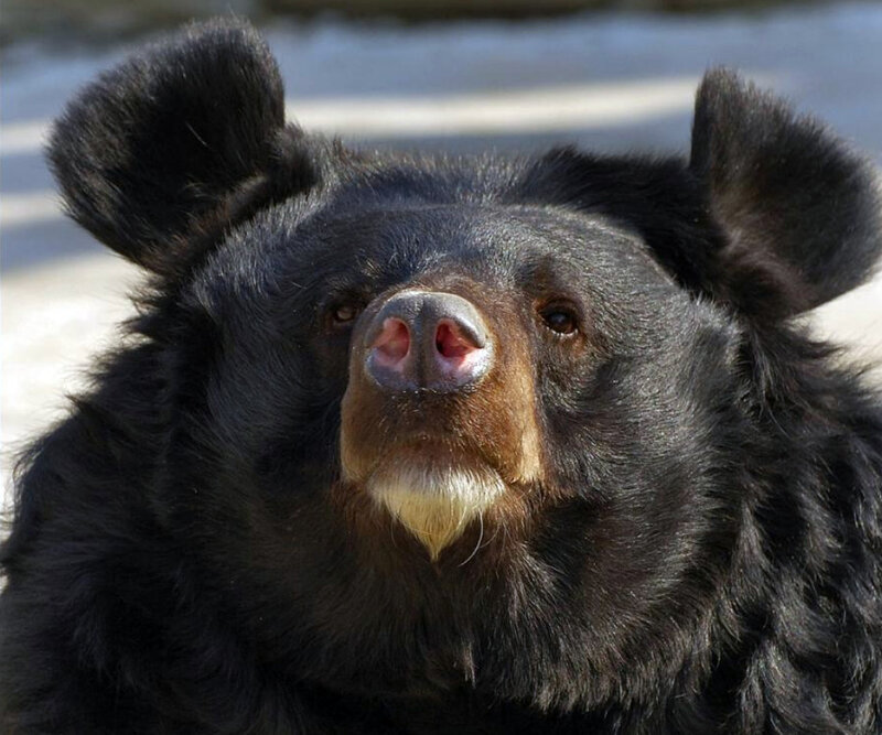 close-up of a black bear