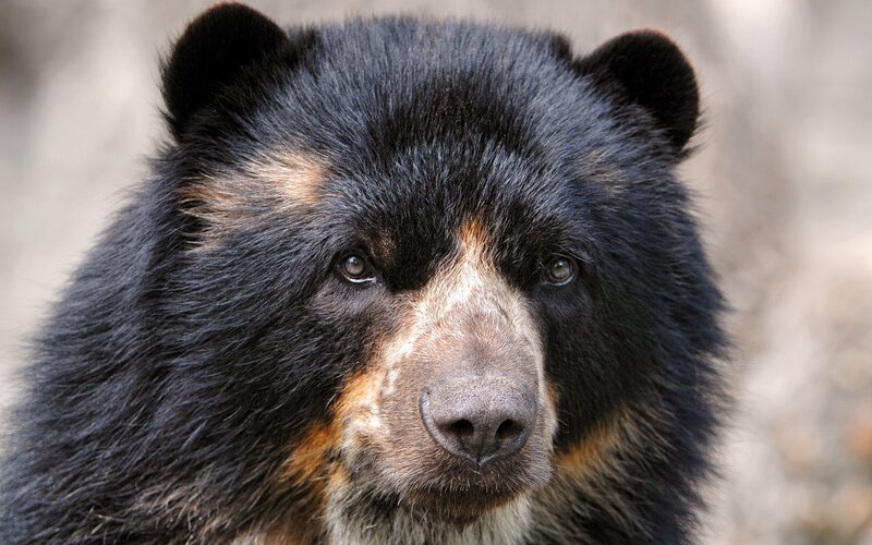 Close-up of a black bear