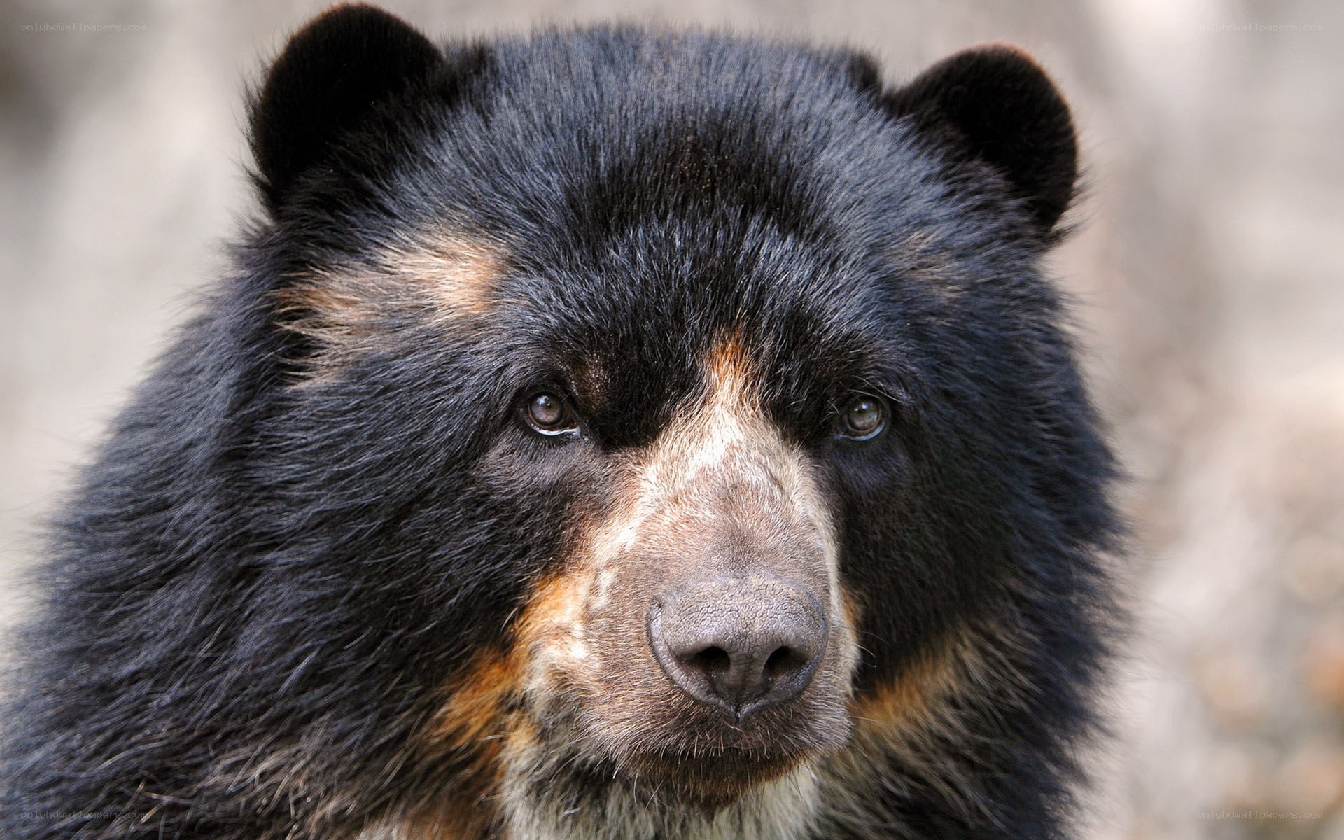 Close-up of a black bear