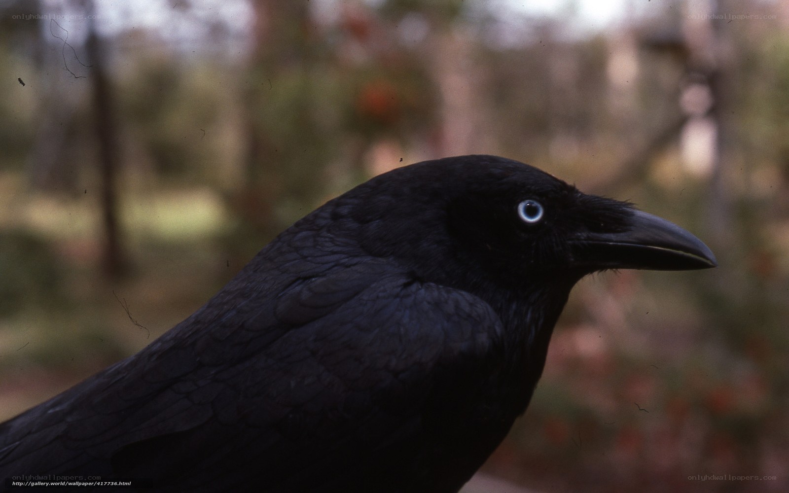close-up of a black bird