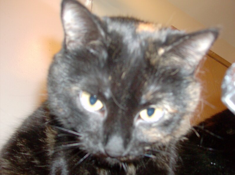 close-up of a black cat