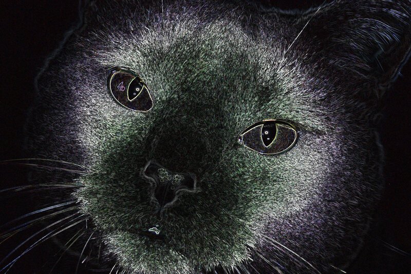 close-up of a black cat