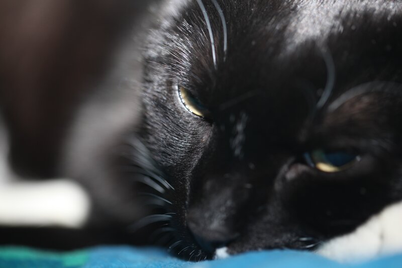 close-up of a black cat