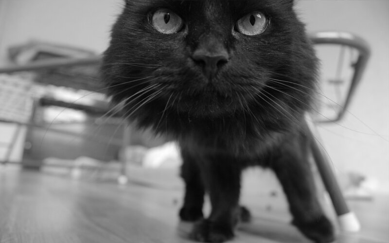 close-up of a black cat