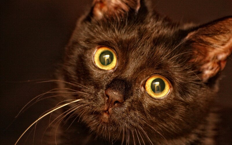 close-up of a black cat
