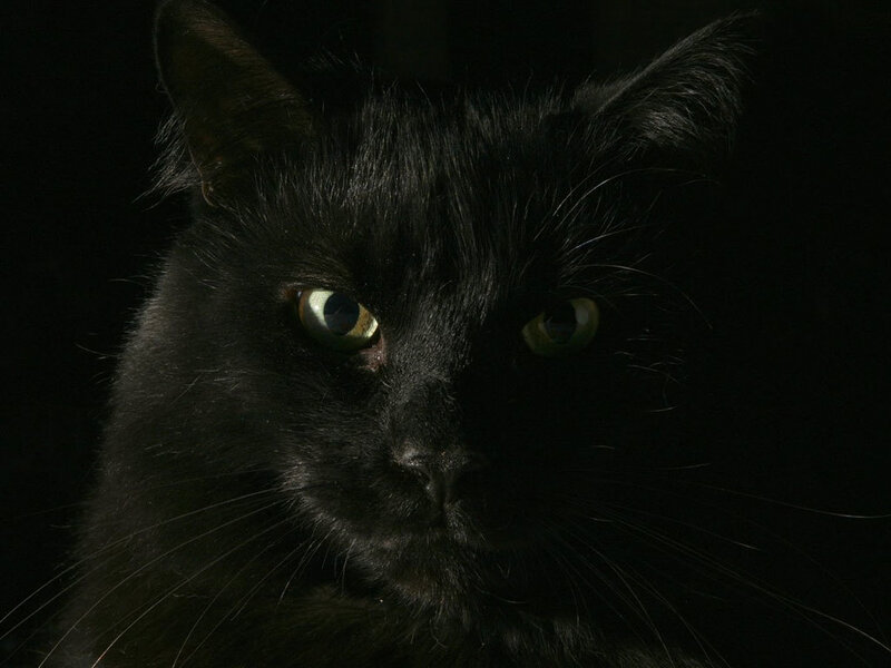 close-up of a black cat
