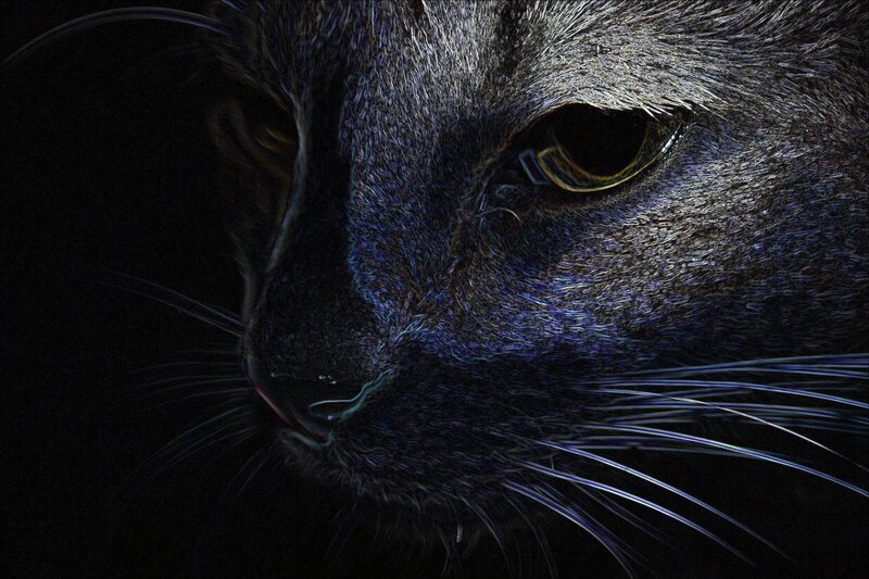 close-up of a black cat