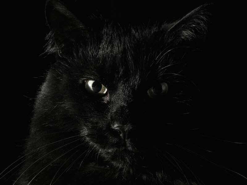 close-up of a black cat