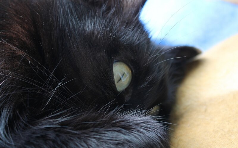 close-up of a black cat's eye