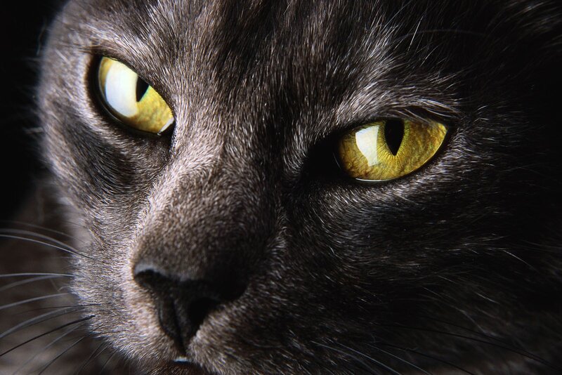close-up of a black cat's face