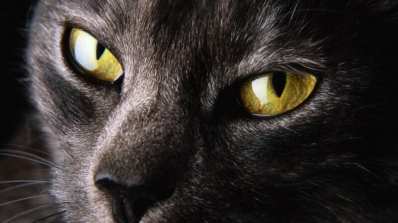 close-up of a black cat's face