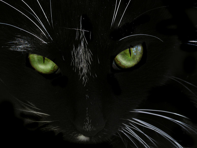 close-up of a black cat's face
