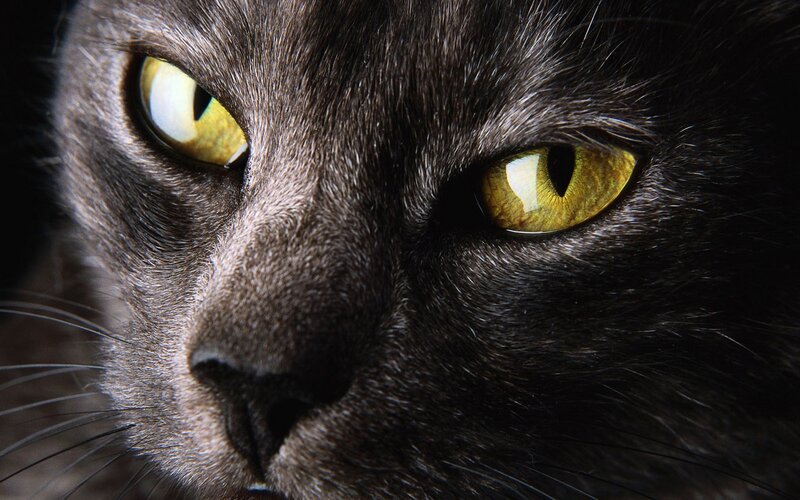 close-up of a black cat's face