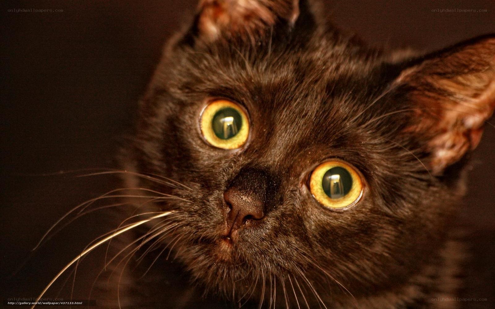 close-up of a black cat