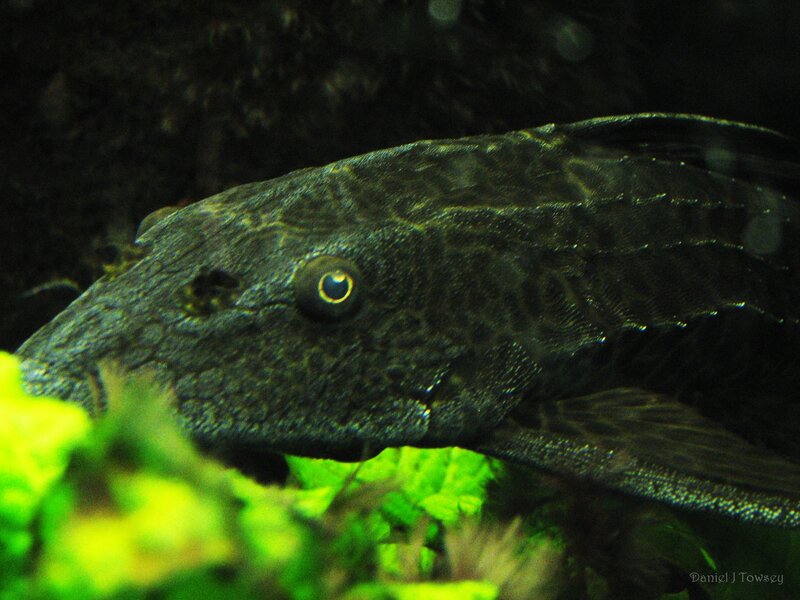 close-up of a black catfish