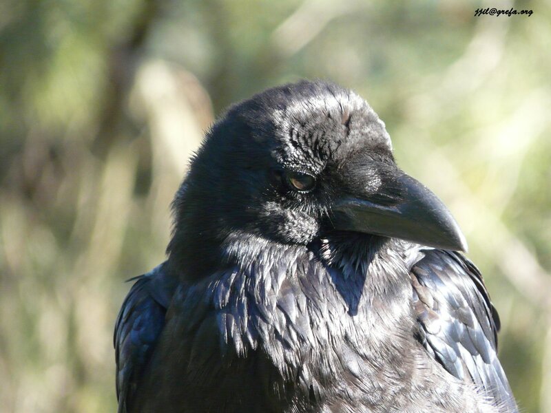 close-up of a black crow