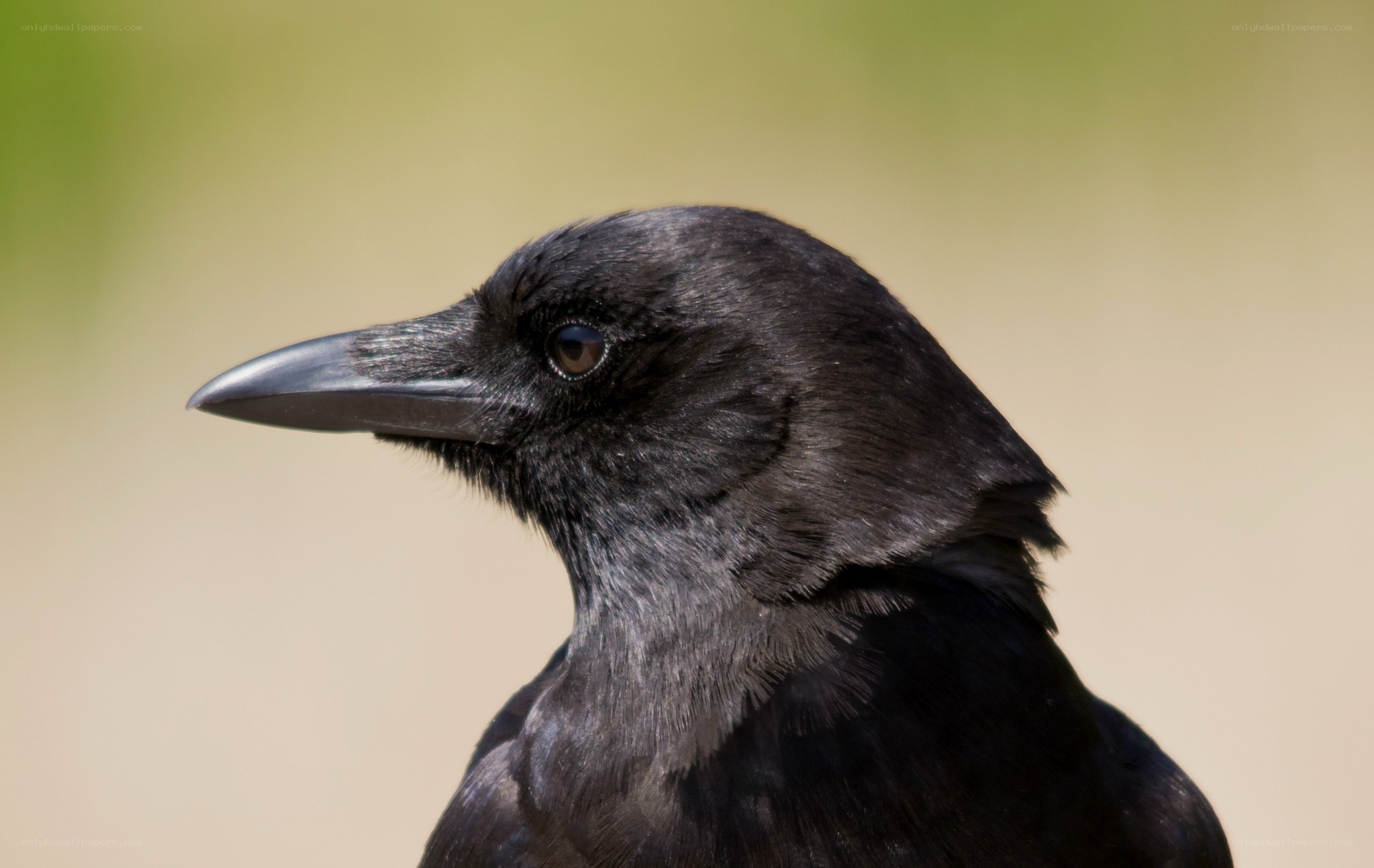 close-up of a black crow