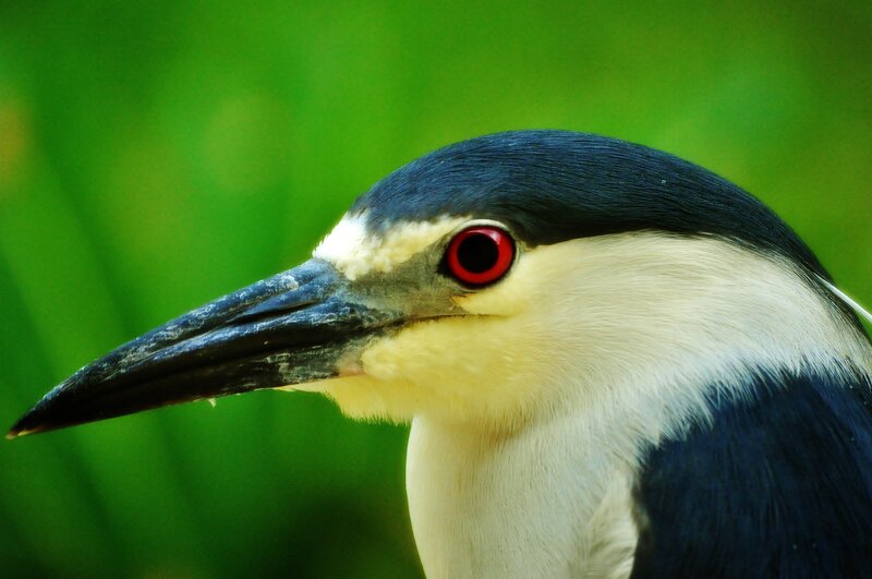 close-up of a black-crowned night heron