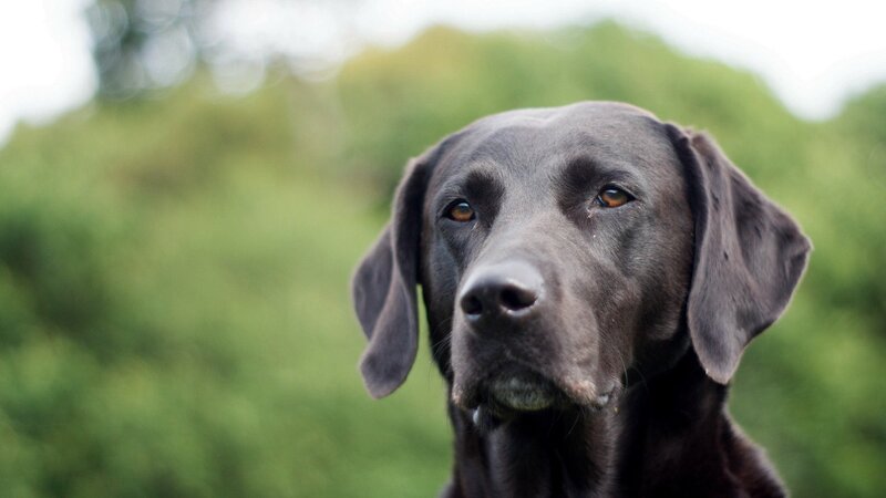close-up of a black dog