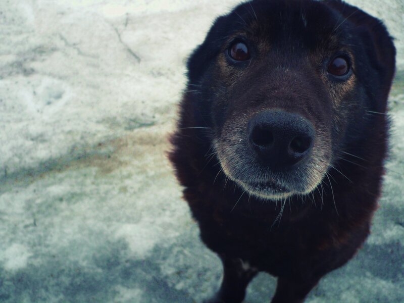 close-up of a black dog