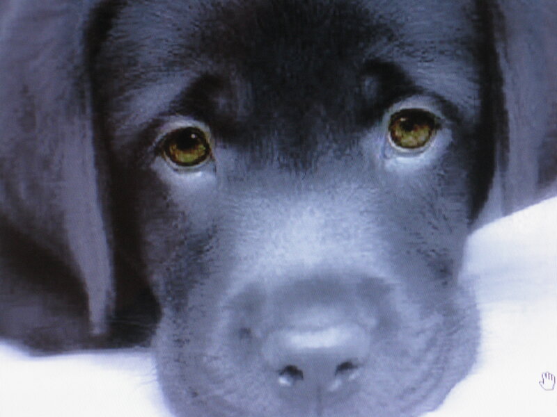 close-up of a black dog