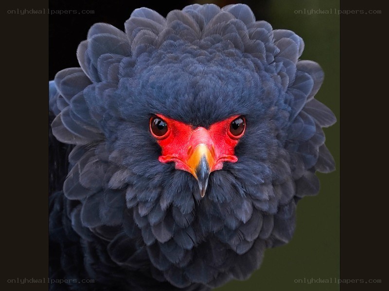 close-up of a black eagle